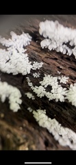 Ceratiomyxa fruticulosa