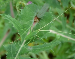 Acrometopa macropoda