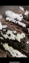 Ceratiomyxa fruticulosa
