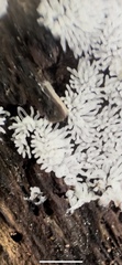 Ceratiomyxa fruticulosa