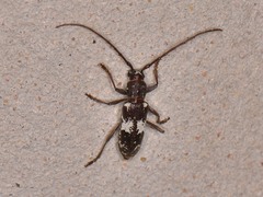 Enaphalodes taeniatus