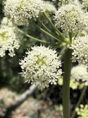 Angelica scabrida