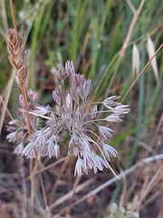 Allium tenuiflorum