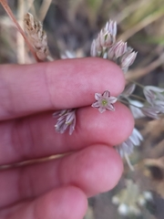 Allium tenuiflorum