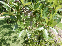 Quercus mohriana