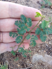 Desmanthus pernambucanus