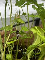 Papilio polyxenes
