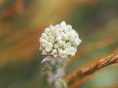 Achillea pannonica