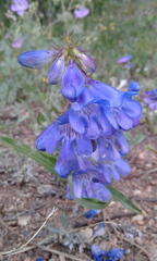Penstemon glaber