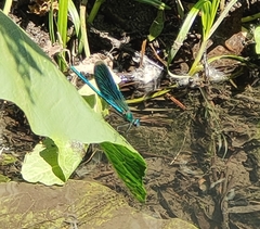 Calopteryx splendens