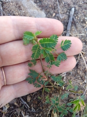 Desmanthus pernambucanus