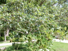 Quercus mohriana