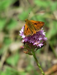 Ochlodes sylvanus