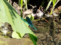 Calopteryx splendens