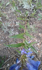 Penstemon glaber