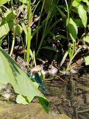 Calopteryx splendens