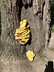Laetiporus sulphureus