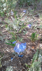 Penstemon glaber