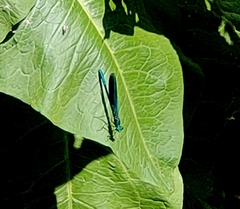 Calopteryx splendens