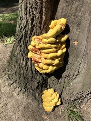 Laetiporus sulphureus