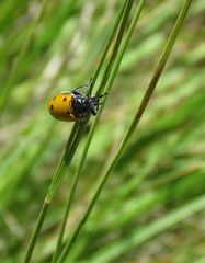 Lachnaia sexpunctata