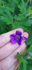 Geranium sylvaticum