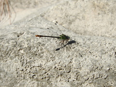 Erpetogomphus sipedon