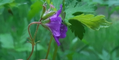 Geranium sylvaticum