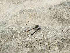 Erpetogomphus sipedon