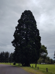 Sequoiadendron giganteum