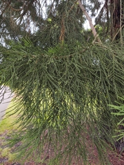 Sequoiadendron giganteum