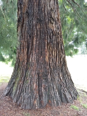 Sequoiadendron giganteum