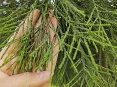 Sequoiadendron giganteum
