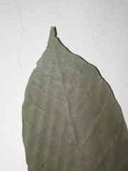 Couepia polyandra