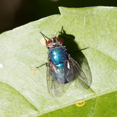 Lucilia eximia