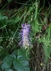 Phyteuma persicifolium