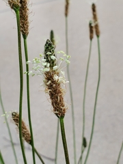 Plantago lanceolata