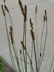 Plantago lanceolata