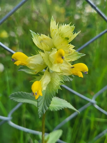 štrkáč neskorý (Rhinanthus serotinus)
