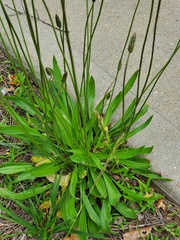 Plantago lanceolata