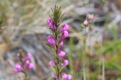 Orthocarpus bracteosus