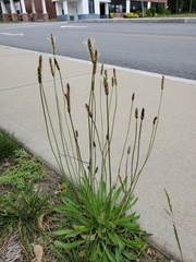 Plantago lanceolata