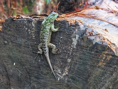 Sceloporus schmidti