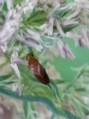 Mordellistena neuwaldeggiana