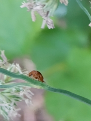 Mordellistena neuwaldeggiana