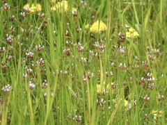 Trifolium variegatum