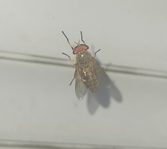 Diptera