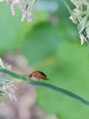 Mordellistena neuwaldeggiana