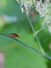 Mordellistena neuwaldeggiana