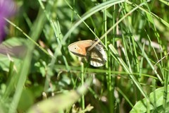 Coenonympha tullia